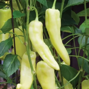 Sweet Banana Pepper Plants Set - 4-6 Inch Banana Chili Pepper Starter Plants
