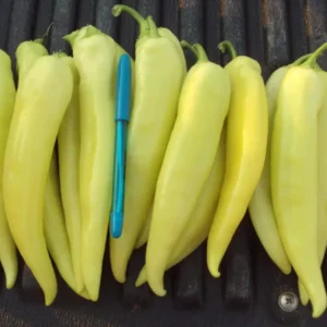 Sweet Banana Pepper Plants Set - 4-6 Inch Banana Chili Pepper Starter Plants