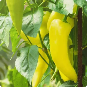 Sweet Banana Pepper Plants Set - 4-6 Inch Banana Chili Pepper Starter Plants