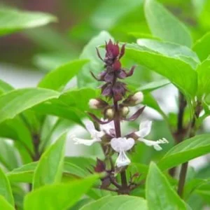 Sweet Basil Plants - 2 Live Herb Plants for Indoor & Outdoor Growing