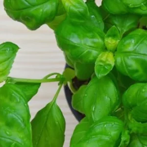 Sweet Basil Plants - 4 Large Leaf Basil Plants - Live Starter Plants - 3 Inch Potted Herb
