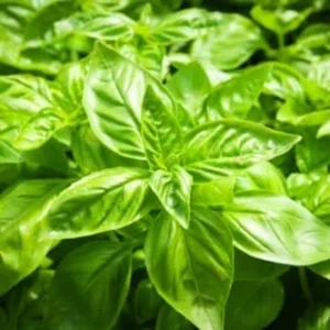 Sweet Basil Plants - 4 Large Leaf Basil Plants - Live Starter Plants - 3 Inch Potted Herb