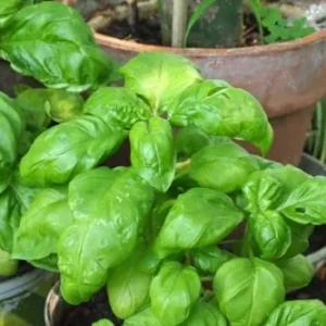 Sweet Basil Plants - 4 Large Leaf Basil Plants - Live Starter Plants - 3 Inch Potted Herb