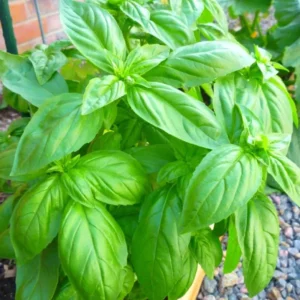 Sweet Basil Plants - 4 Large Leaf Basil Plants - Live Starter Plants - 3 Inch Potted Herb