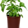 Sweet Basil Plants Live - 4 Large Leaf Basil Herb Plants - Indoor/Outdoor