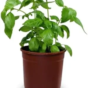 Sweet Basil Plants Live - 4 Large Leaf Basil Herb Plants - Indoor/Outdoor