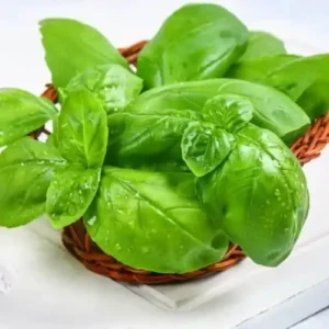 Sweet Basil Plants Live - 4 Large Leaf Basil Herb Plants - Indoor/Outdoor