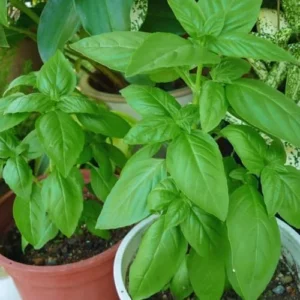 Sweet Basil Plants Live - 4 Large Leaf Basil Herb Plants - Indoor/Outdoor