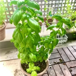 Sweet Basil Plants Live - 4 Large Leaf Basil Herb Plants - Indoor/Outdoor