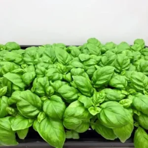 Sweet Basil Plants Live - 4 Large Leaf Basil Herb Plants - Indoor/Outdoor