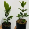 Sweet Bay Laurel Trees - 2 Pack Laurus Nobilis Bay Leaf Plants - 4-9 Inches
