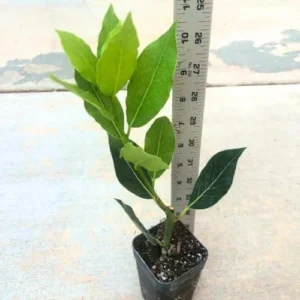 Sweet Bay Laurel Trees - 2 Pack Laurus Nobilis Bay Leaf Plants - 4-9 Inches