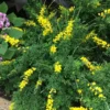 Sweet Broom Cytisus Spachianus Live Plant Bush Shrub Outdoor