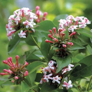 Sweet Emotion Abelia Plant - 4 Inch Pot - Flowering Shrub