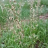 Sweet Grass Seeds - Hierochloe Odorata - Cool Season Perennial Grass Seeds for Planting
