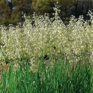 Sweet Grass Seeds - Hierochloe Odorata - Cool Season Perennial Grass Seeds for Planting