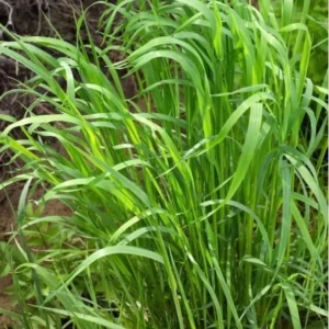 Sweet Grass Seeds - Hierochloe Odorata - Cool Season Perennial Grass Seeds for Planting