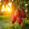 Sweet Mango Tree Live Plant - 9-12 Inch Fruit Tree for Growing Outside