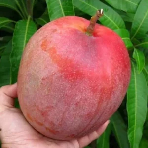 Sweet Mango Tree Live Plant - 9-12 Inch Fruit Tree for Growing Outside