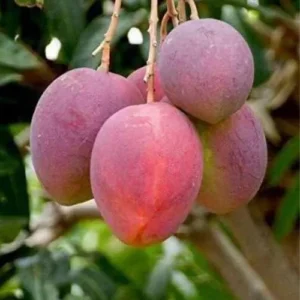 Sweet Mango Tree Live Plant - 9-12 Inch Fruit Tree for Growing Outside