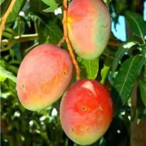 Sweet Mango Tree Live Plant - 9-12 Inch Fruit Tree for Growing Outside