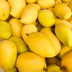 Sweet Mango Tree Live Plant Grafted - 2-3 ft Tall, 3 Gallon Pot, Fruit Ready