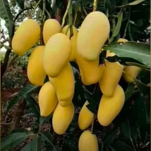 Sweet Mango Tree Live Plant Grafted - 2-3 ft Tall, 3 Gallon Pot, Fruit Ready