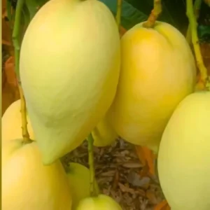 Sweet Mango Tree Live Plant Grafted - 2-3 ft Tall, 3 Gallon Pot, Fruit Ready