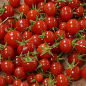 Sweet Million Cherry Tomato Plant - 2.5 inch Pot - Grow up to 2000 Cherries