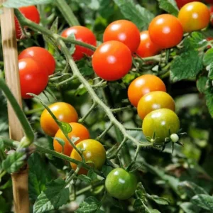 Sweet Million Cherry Tomato Plant - 2.5 inch Pot - Grow up to 2000 Cherries