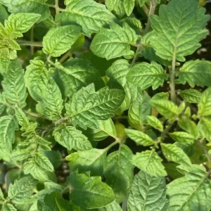 Sweet Million Cherry Tomato Plant - 2.5 inch Pot - Grow up to 2000 Cherries