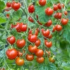 Sweet Million Cherry Tomato Plant - 4" Pot - Red - High Yield