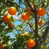 Sweet Orange Tree - Live Mandarin Orange Tree 3 ft Tall - Fruit Tree Plant