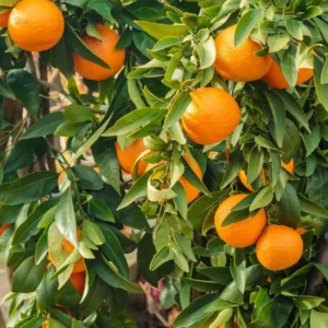 Sweet Orange Tree - Live Mandarin Orange Tree 3 ft Tall - Fruit Tree Plant
