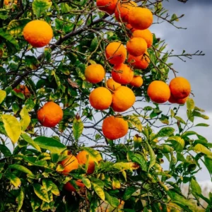 Sweet Orange Tree - Live Mandarin Orange Tree 3 ft Tall - Fruit Tree Plant