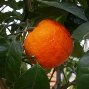 Sweet Orange Tree - Live Mandarin Orange Tree 3 ft Tall - Fruit Tree Plant