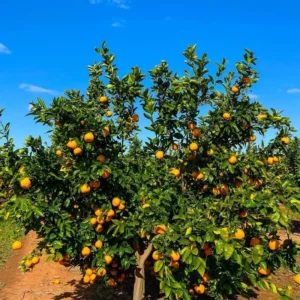 Sweet Orange Tree - Live Mandarin Orange Tree 3 ft Tall - Fruit Tree Plant