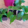 Sweet Potato Vine Slips - 3 Potted Live Plants - Hawaiian Variety