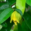 Sweet Soursop Tree - Live Annona Muricata Plant - 5-8 Inches - Tropical Fruit