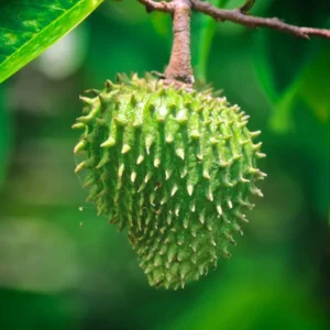 Sweet Soursop Tree - Live Annona Muricata Plant - 5-8 Inches - Tropical Fruit