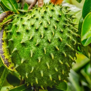 Sweet Soursop Tree - Live Annona Muricata Plant - 5-8 Inches - Tropical Fruit