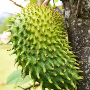 Sweet Soursop Tree - Live Annona Muricata Plant - 5-8 Inches - Tropical Fruit