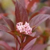 Sweet Talker Viburnum Plant - 4 inch Pot - Spring Blooms