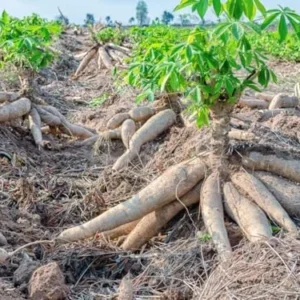 Sweet Yuca Cassava Manihot Cuttings - Root Plant for Planting