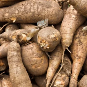 Sweet Yuca Cassava Manihot Cuttings - Root Plant for Planting