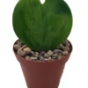Sweetheart Waxplant Hoya kerri 2" Pot Heart-Shaped Leaf Plant