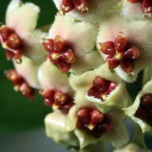 Sweetheart Waxplant Hoya kerri 2