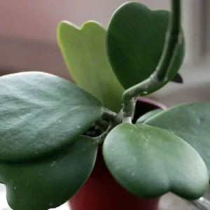 Sweetheart Waxplant Hoya kerri 2