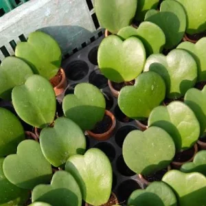 Sweetheart Waxplant Hoya kerri 2