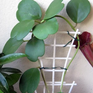Sweetheart Waxplant Hoya kerri 2